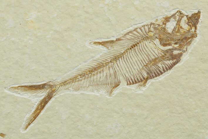 Detailed Fossil Fish (Diplomystus) - Wyoming #349609